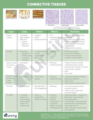 Connective Tissues.pdf