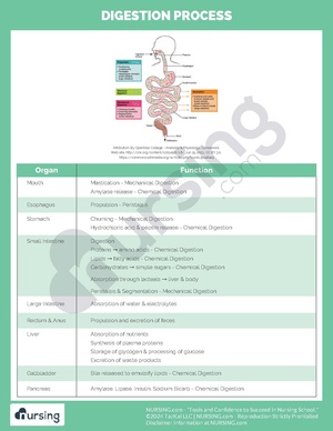 Digestion Process.pdf