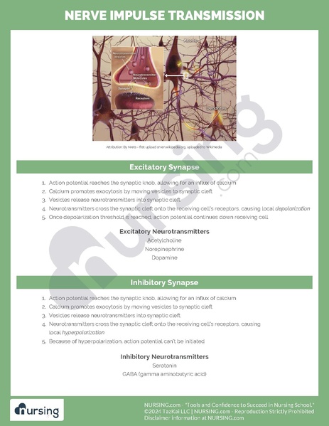 File:Nerve Impulse Transmission.pdf