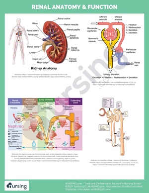 Renal Anatomy & Function.pdf
