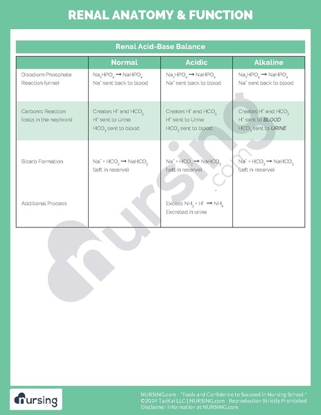 File:Renal Anatomy & Function.pdf