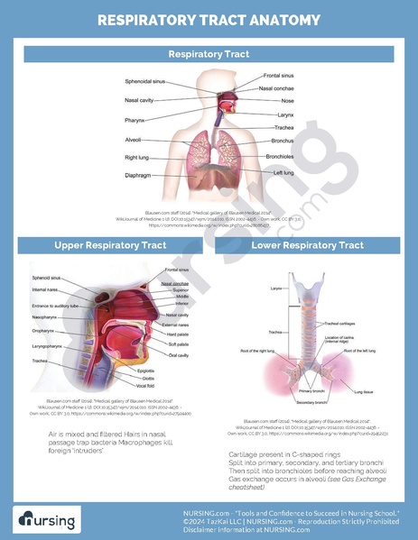 File:Respiratory Tract Anatomy.pdf