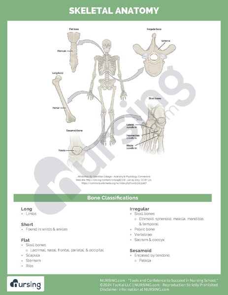 File:Skeletal Anatomy.pdf