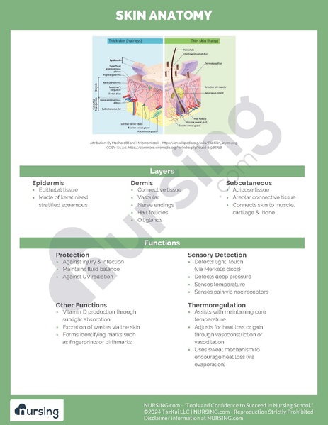 File:Skin Anatomy.pdf