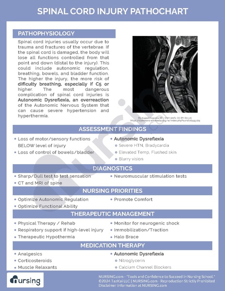 File:Spinal Cord Injury Pathochart.pdf