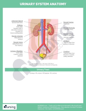 Urinary System Anatomy.pdf