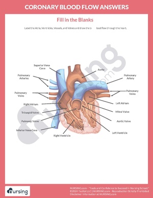 Coronary Blood Flow Worksheet – Answers.pdf