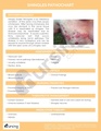 Thumbnail for version as of 20:35, 29 January 2026