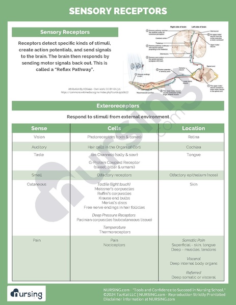 File:Sensory Receptors.pdf