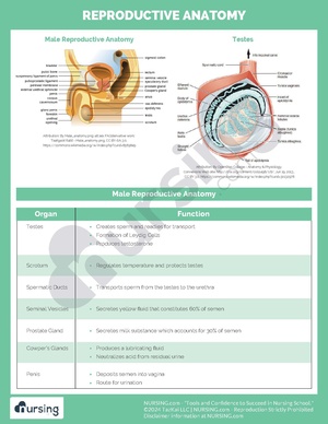 Reproductive Anatomy.pdf