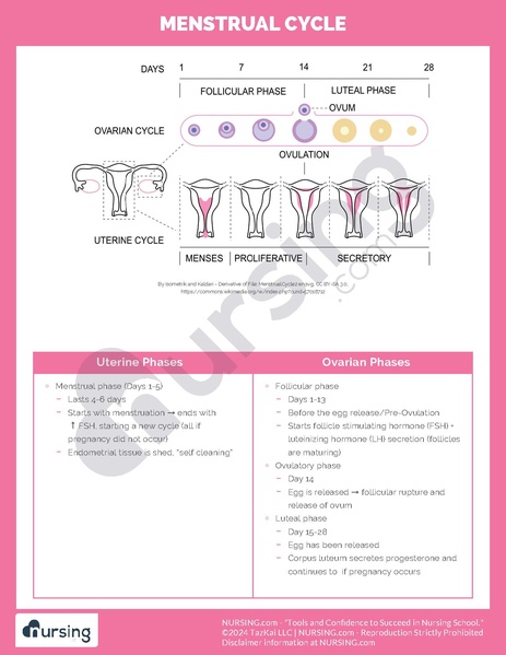 File:Menstrual Cycle.pdf