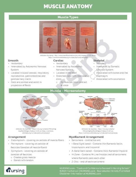 File:Muscle Anatomy.pdf